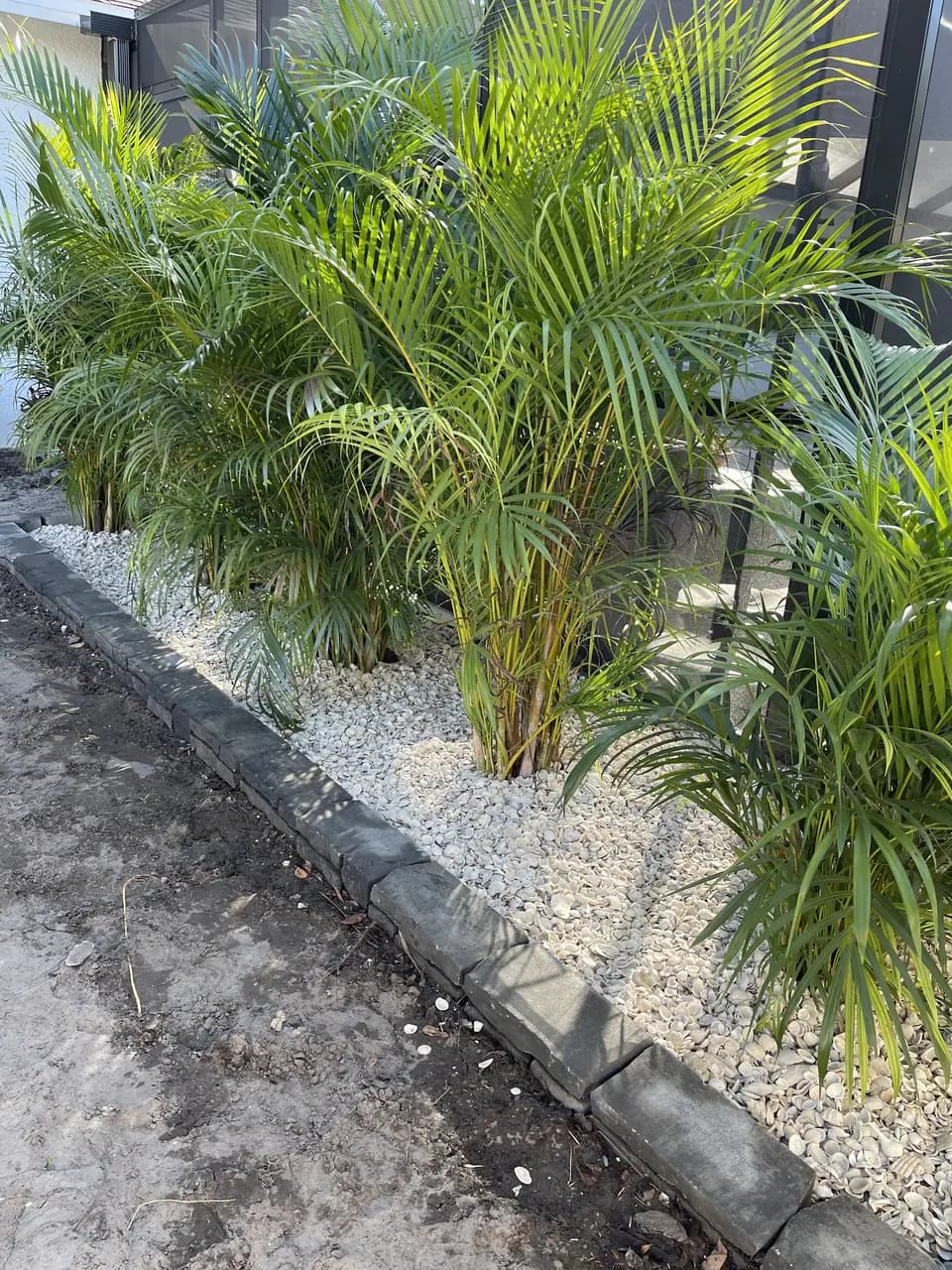 Areca palms in a white rock bed with a stone curb