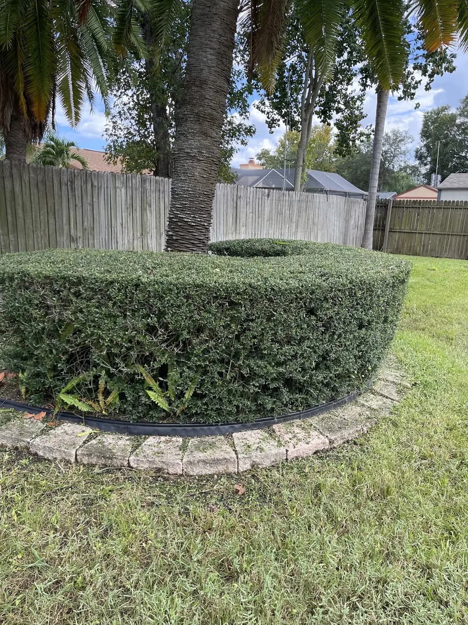 Trimmed circular hedge around a tree with a paver base