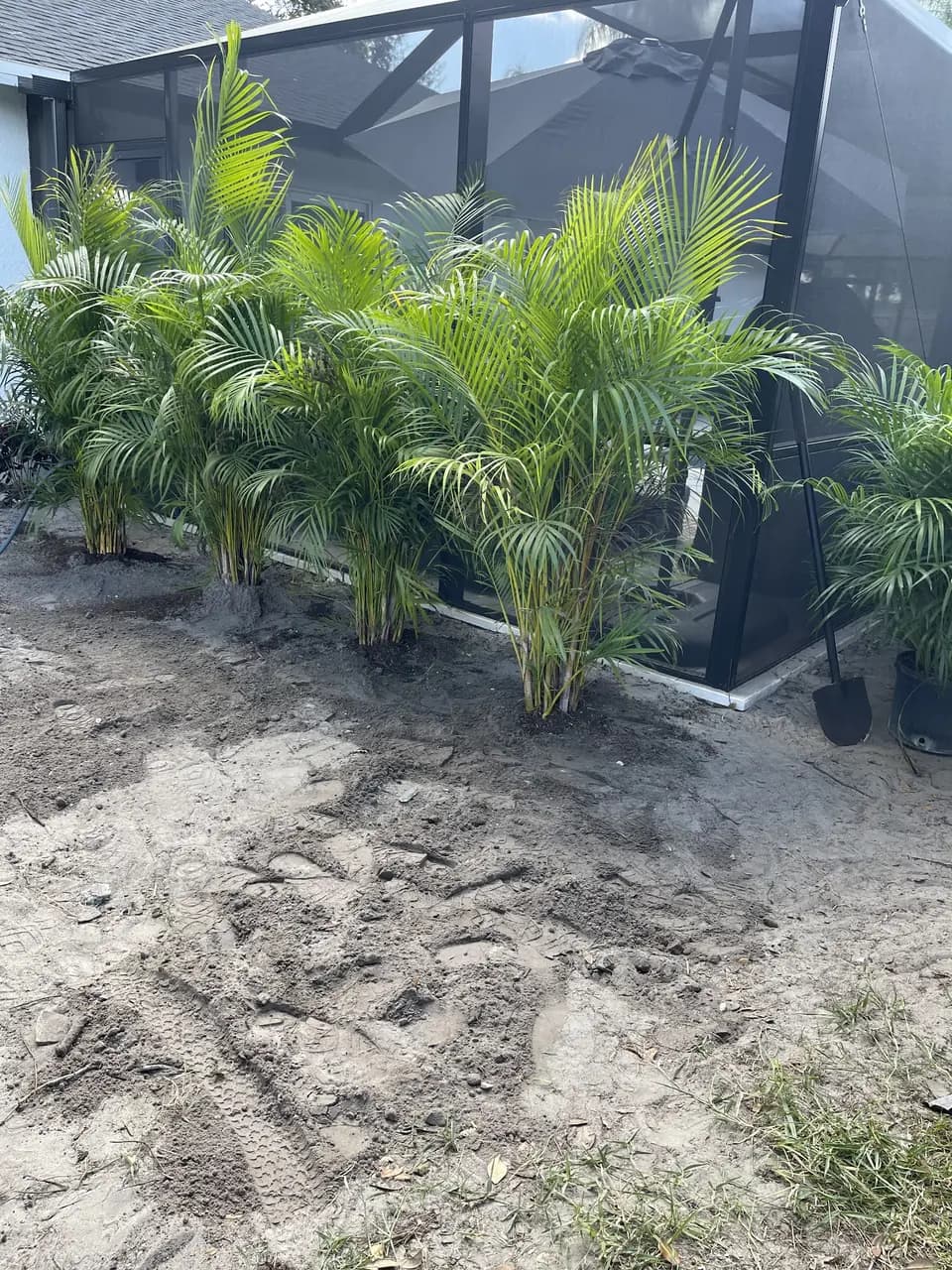 Freshly planted areca palms beside a screen enclosure