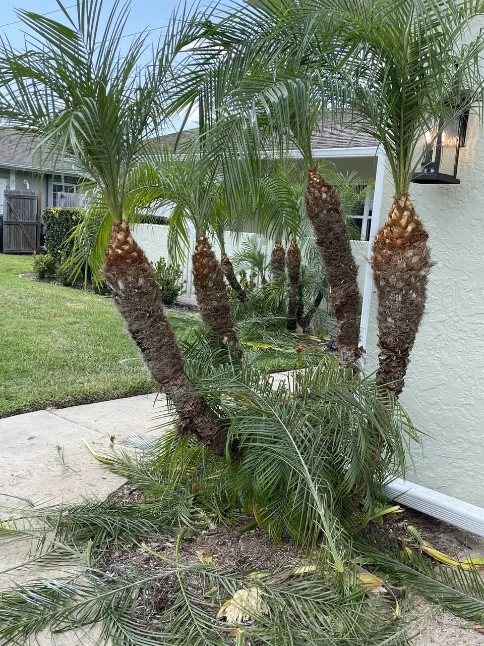 Palm cluster with fresh trimming and clippings on the ground