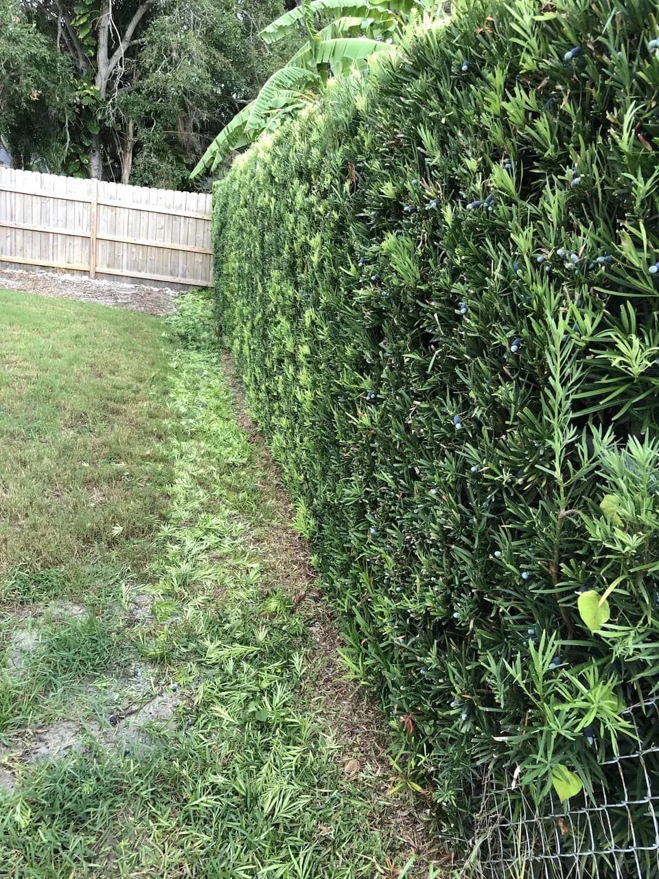 Tall hedge trimmed square along a fence line