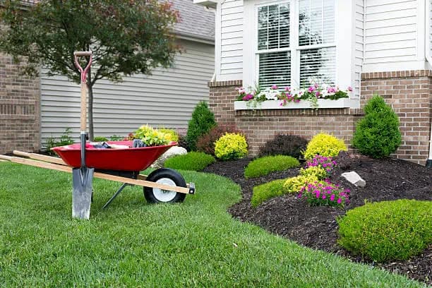 Red wheelbarrow beside a finished mulch bed with flowering shrubs
