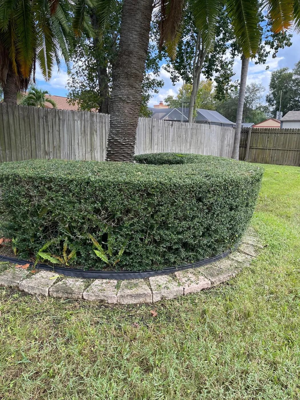 Hedge & Shrub Trimming