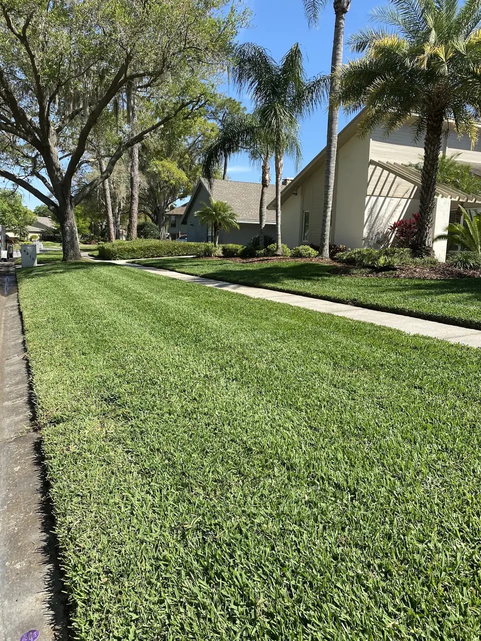 Freshly striped lawn under oaks and palms