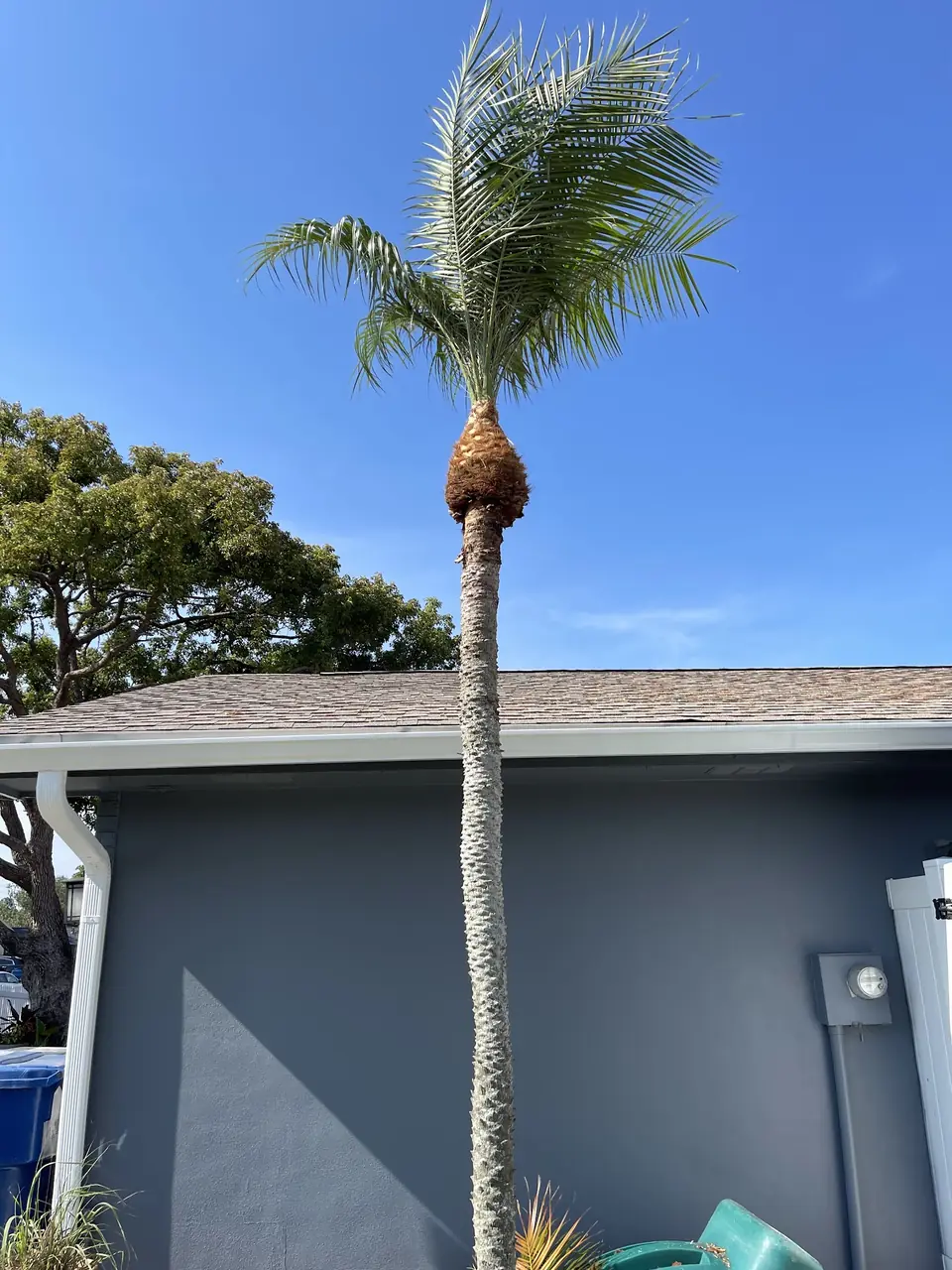 Tall trimmed palm rising above a gray house