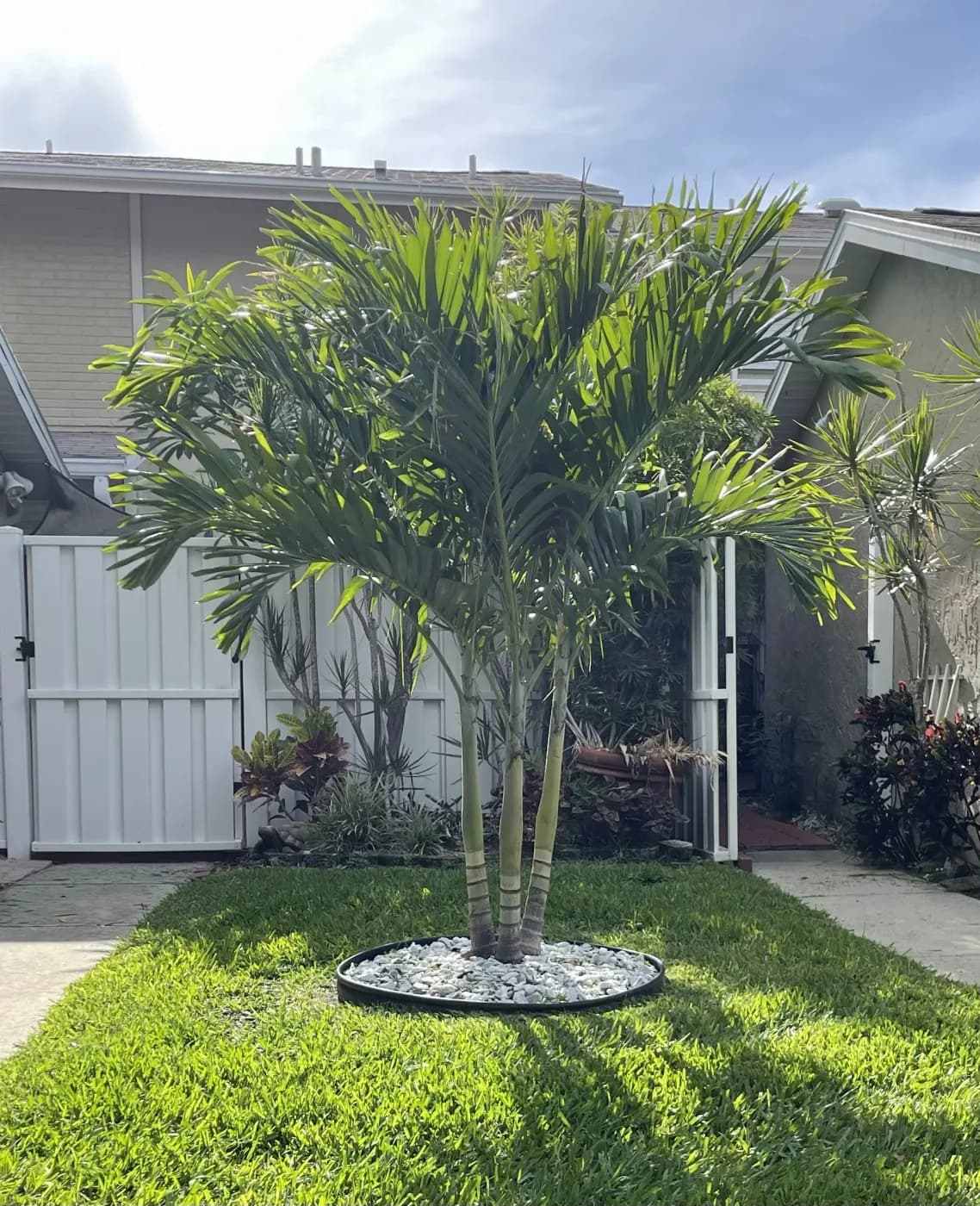 Triple palm cluster in a white rock bed inside a fenced front yard