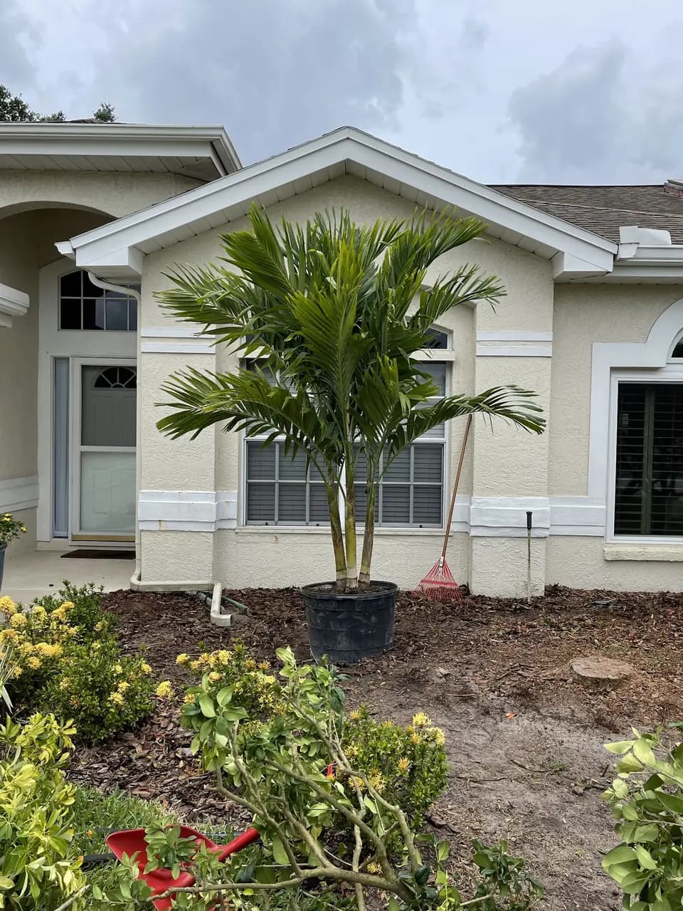 Young palm planted in a fresh mulch bed at a front entry